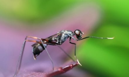 Ants – They Really Are Amazing