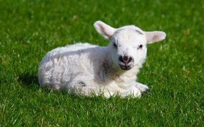 What Happens in Spring?