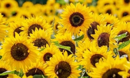 Sunflowers – One Of Natures Miracle Plants