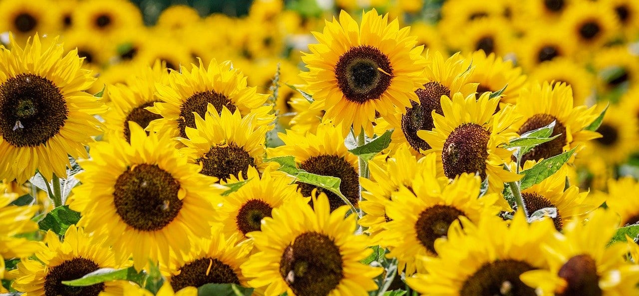 Sunflowers – One Of Natures Miracle Plants
