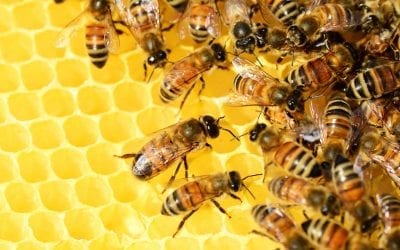 Honey Bees – Life Cycle Video