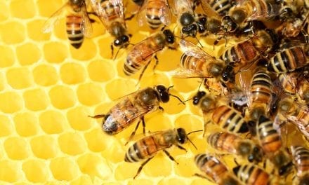 Honey Bees – Life Cycle Video