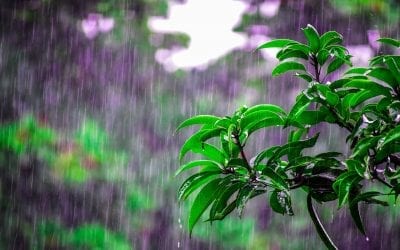 The Best Way to Water Your Plants