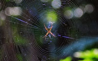 Spider Spinning a Web