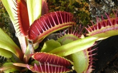 Venus Fly Trap Video