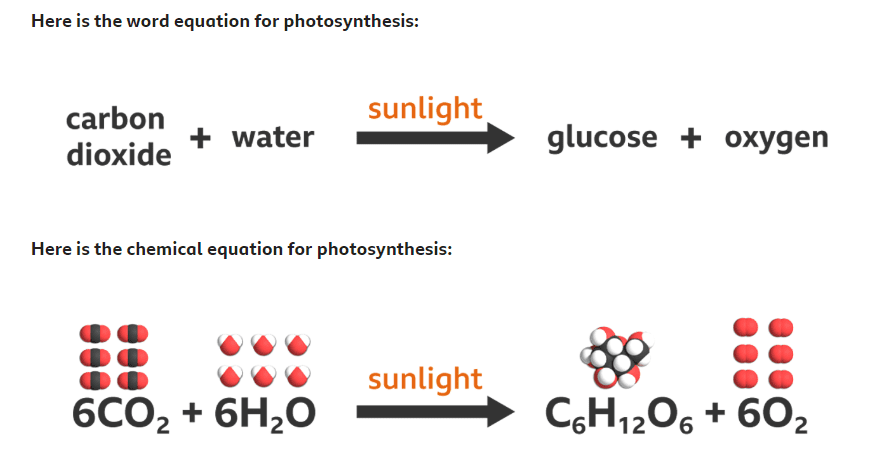 What Is Photosynthesis? – Plant Energy