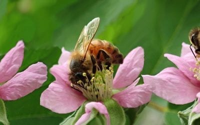 Why Are Our Bees Dying?