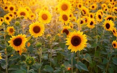 The Story Of A Seed