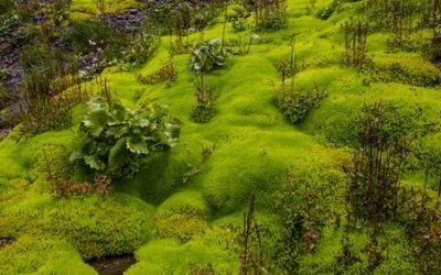 Mosses and Liverworts