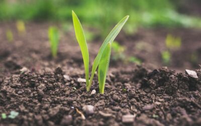 Why Soil is so important