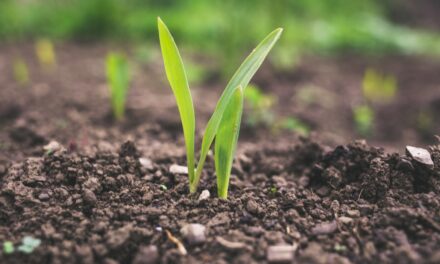 Why Soil is so important