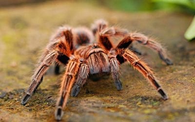 Spiders and Daddy Longlegs