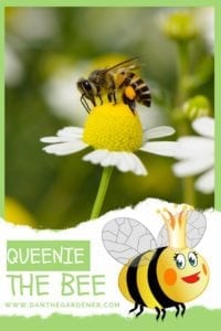 Queenie the Bee