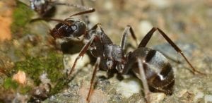 Serviformica Ant