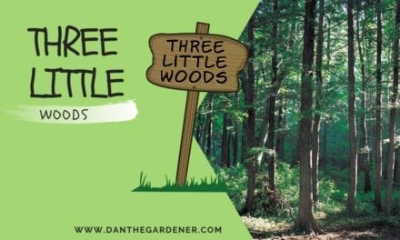 Three Little Woods