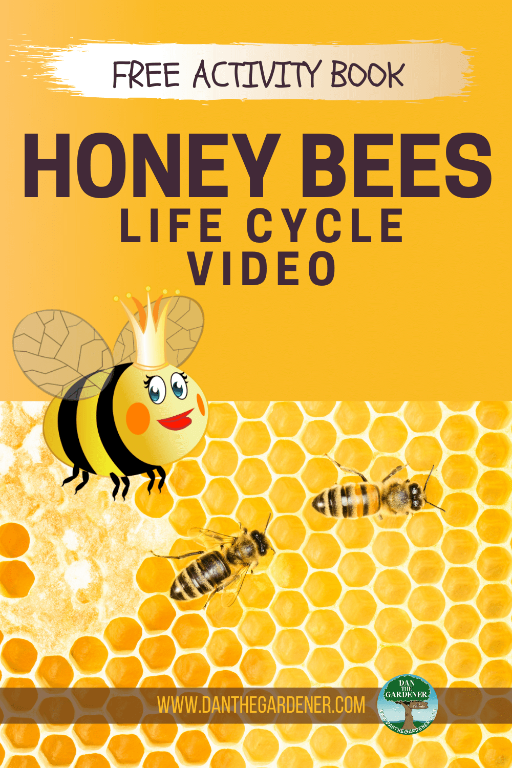 Honey Bees life cycle video