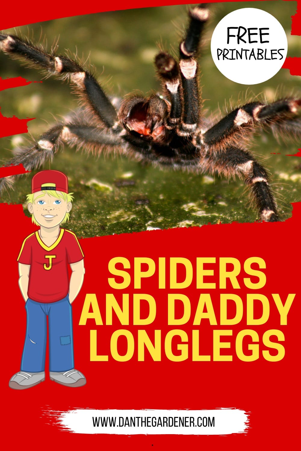 Spiders and Daddy Longlegs