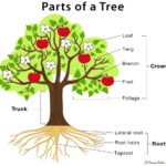 Parts of a tree