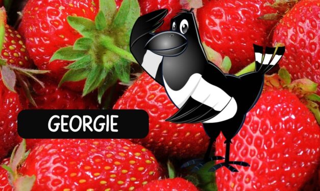 Georgie the Magpie