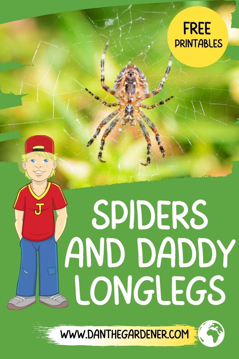 spiders and daddy longlegs.