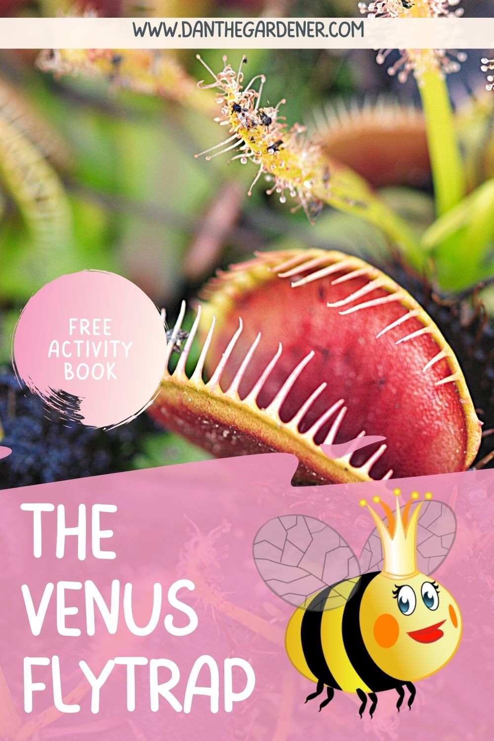 the venus flytrap