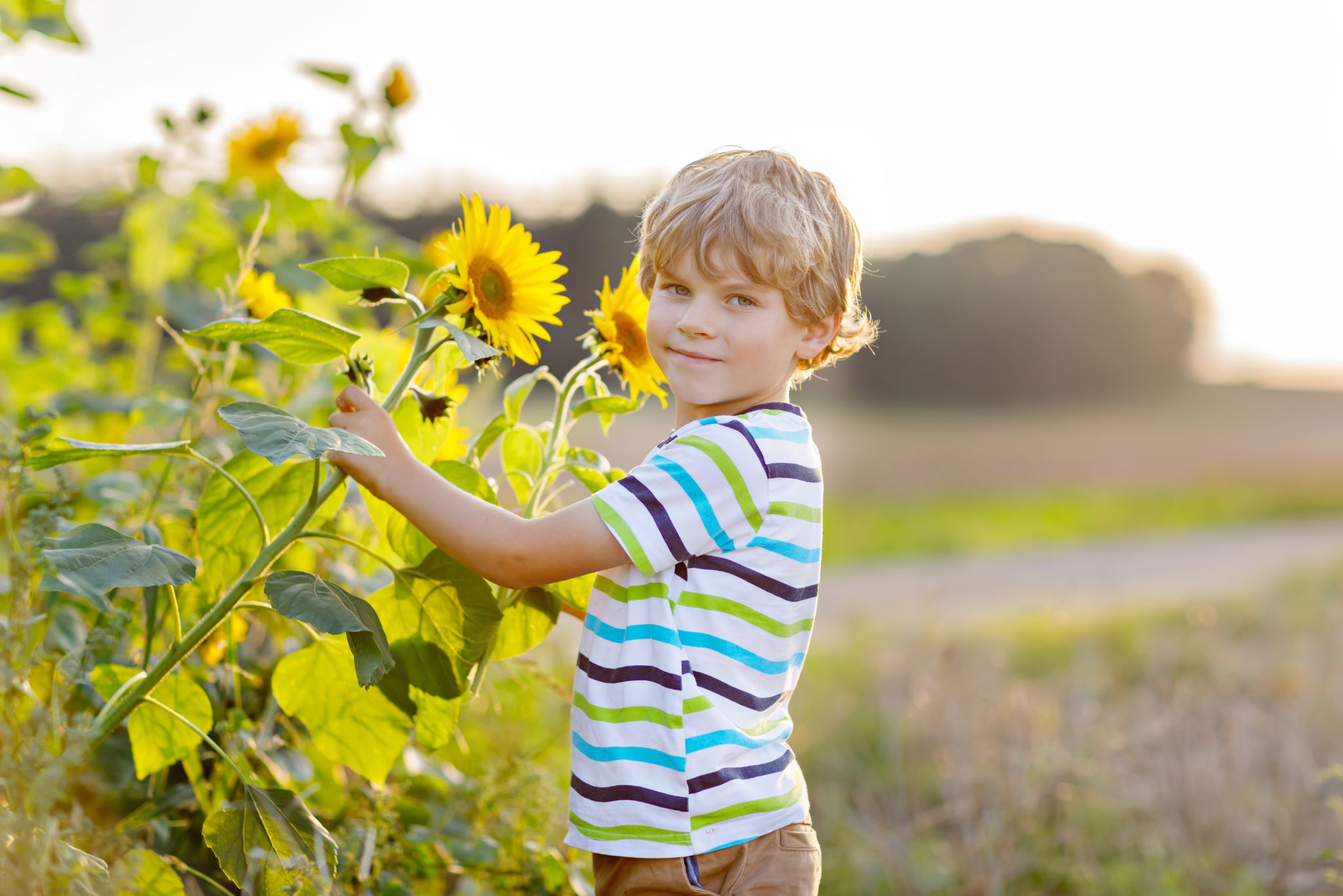 growing sunflowers with kids