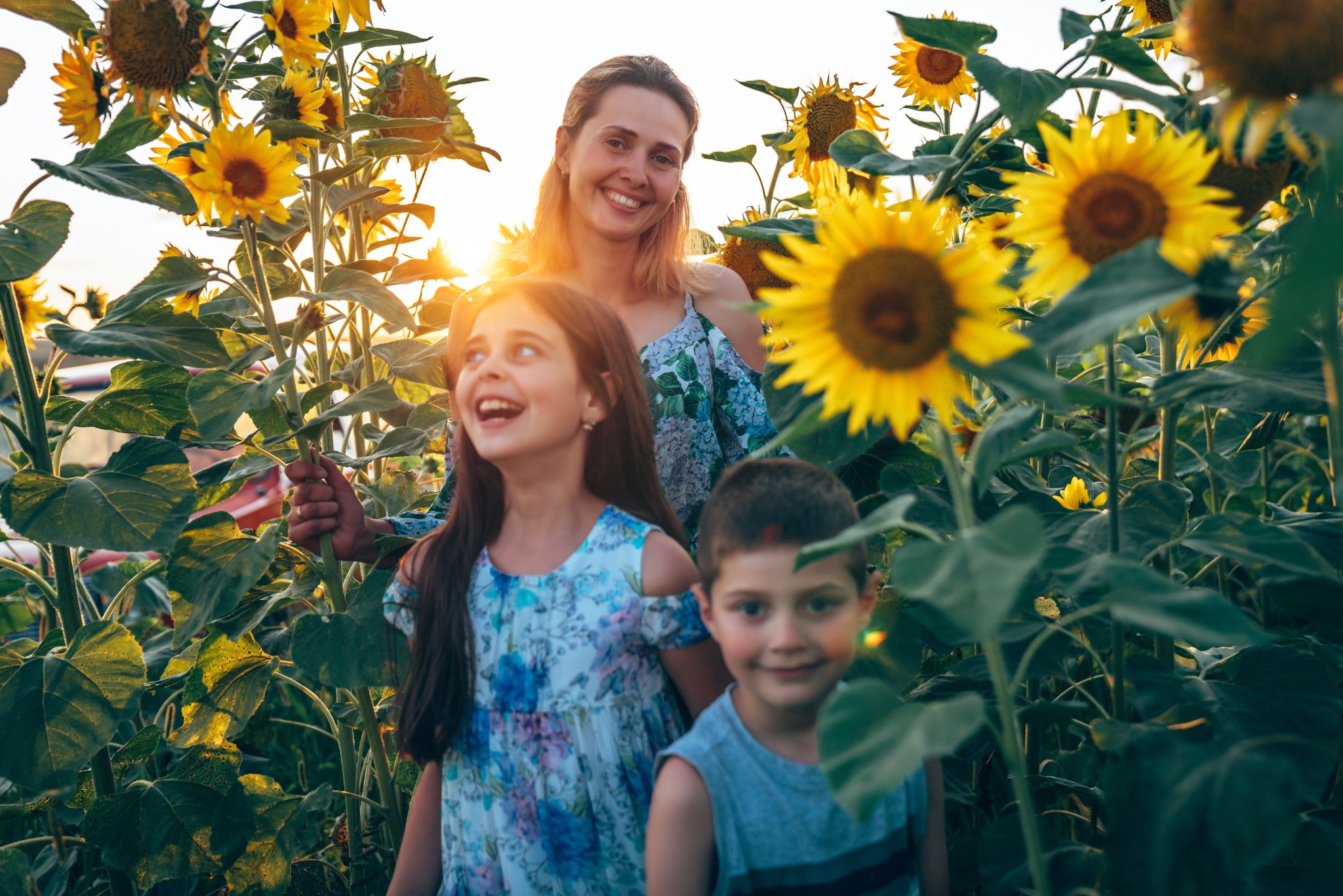 growing sunflowers with kids