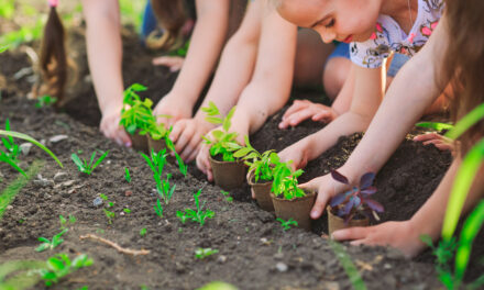 Sunny Smiles: Growing Sunflowers with Dan the Gardener 🌻