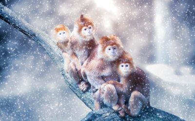 Cosy Creatures: Discovering How Animals Stay Snug in Winter!