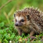 hedgehog Hibernation