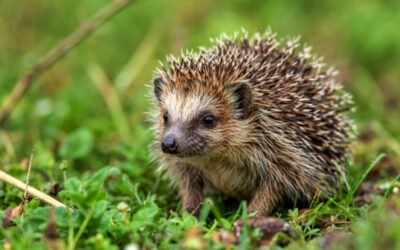 How Animals Survive Winter: Hibernation, Migration and Adaptation Explained for Kids