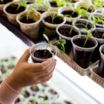 indoor vegetable seedling cultivation: young tomato plants growing in containers on windowsill