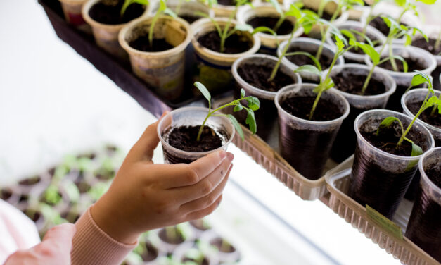Little Green Fingers: How to Start a Children’s Garden at Home — Step-by-Step Seed Guide