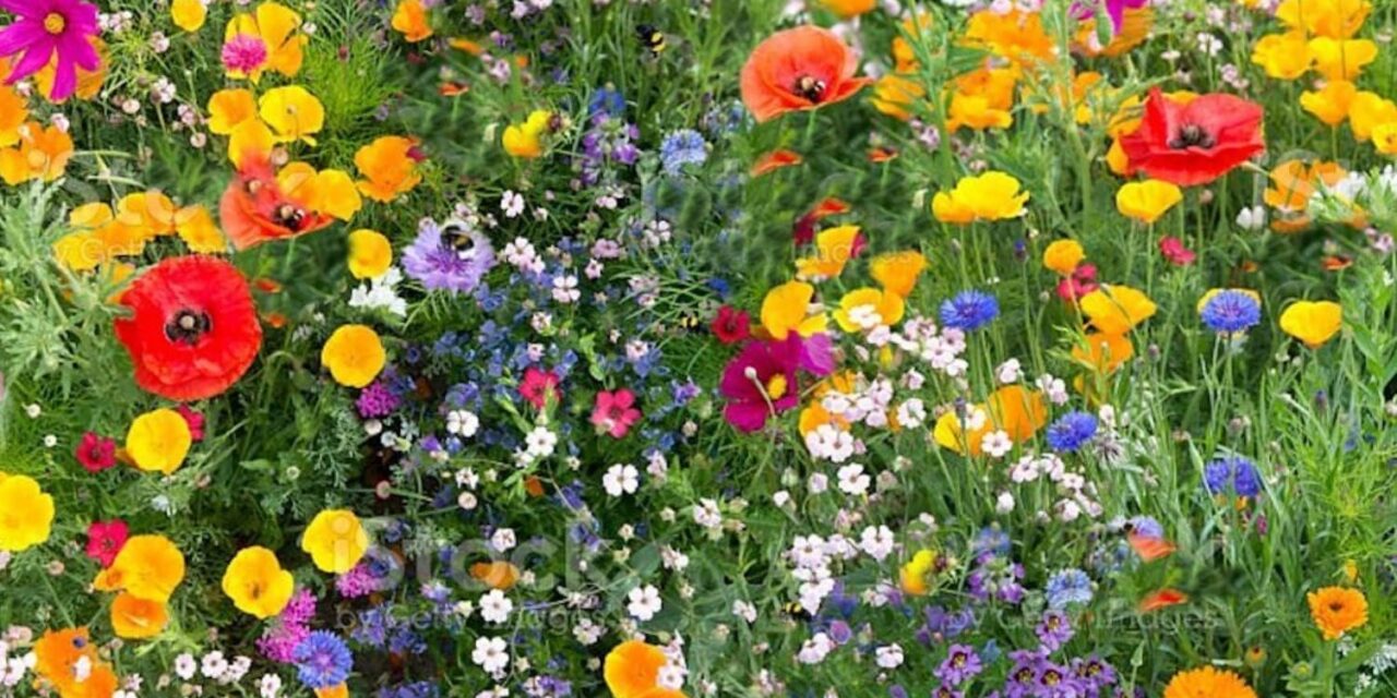 Why Bees Love Spring (And How We Can Help Them)