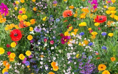 Why Bees Love Spring (And How We Can Help Them)