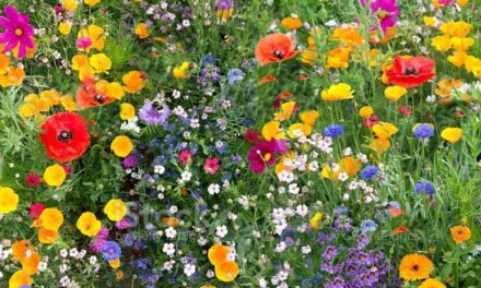 Why Bees Love Spring (And How We Can Help Them)