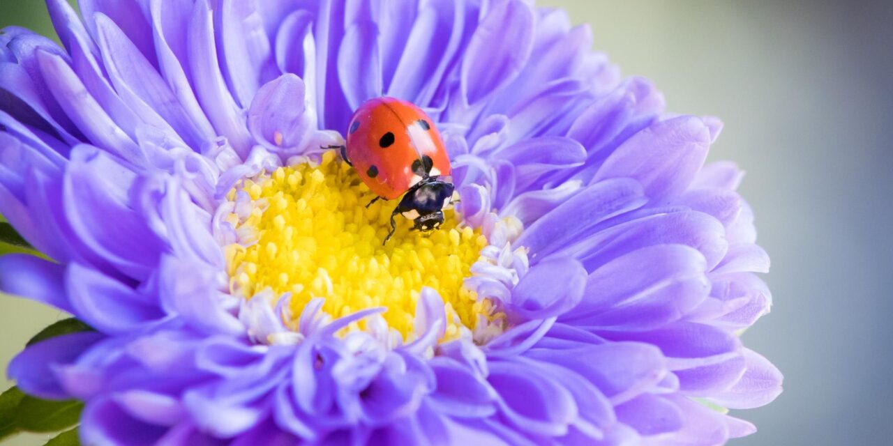 Mini Beasts Are Waking Up! Who Lives in Our Garden?
