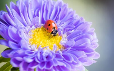 Mini Beasts Are Waking Up! Who Lives in Our Garden?