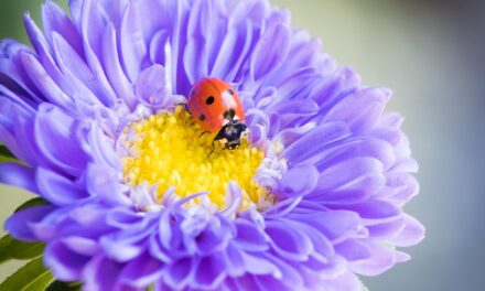 Mini Beasts Are Waking Up! Who Lives in Our Garden?