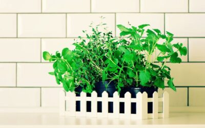 Little Gardeners, Let’s Begin! An Early Spring Starter Garden for Kids