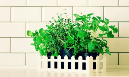 Little Gardeners, Let’s Begin! An Early Spring Starter Garden for Kids