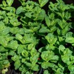 xr:d:daf7wzlq38e:49,j:2155392005665823058,t:24022312