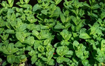 How to Create a Fun and Educational Children’s Garden at Home: A Step-by-Step Guide with Dan the Gardener & Friends