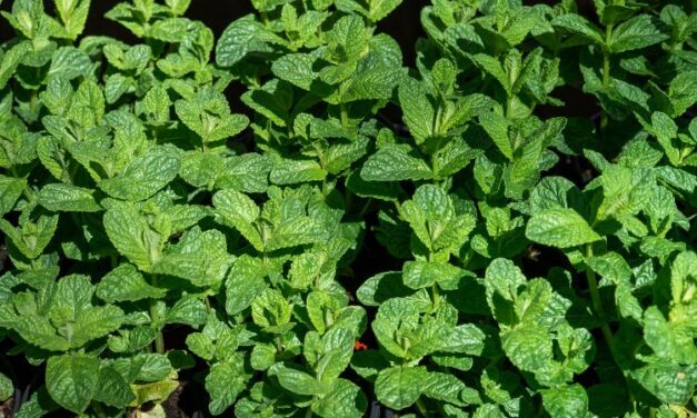 How to Create a Fun and Educational Children’s Garden at Home: A Step-by-Step Guide with Dan the Gardener & Friends