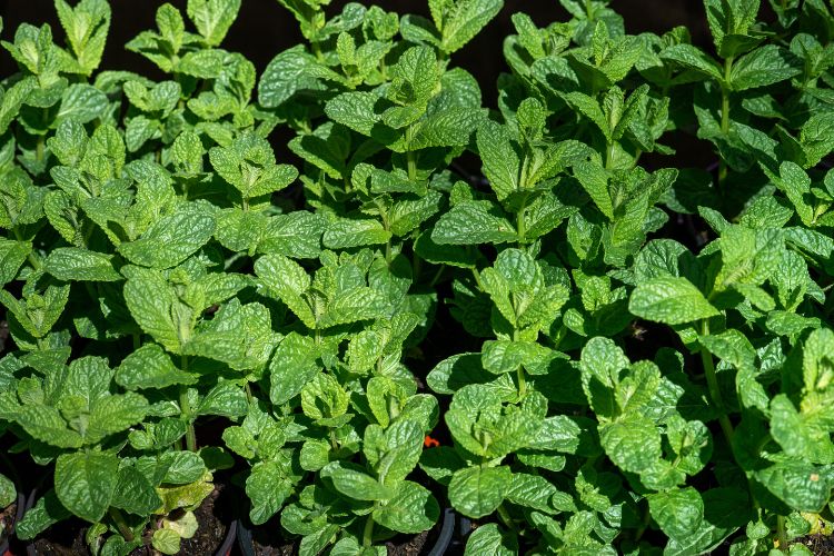 How to Create a Fun and Educational Children’s Garden at Home: A Step-by-Step Guide with Dan the Gardener & Friends